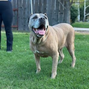 Enlarge Ariel, a Adoptable Cane Corso in Lodi, CA image 5/5