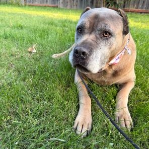 Enlarge Ariel, a Adoptable Cane Corso in Lodi, CA image 3/6