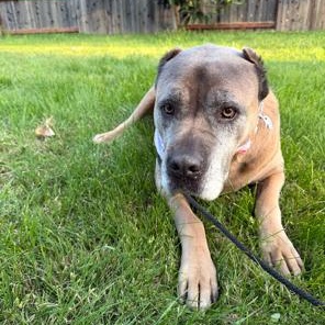 Enlarge Ariel, a Adoptable Cane Corso in Lodi, CA image 5/6