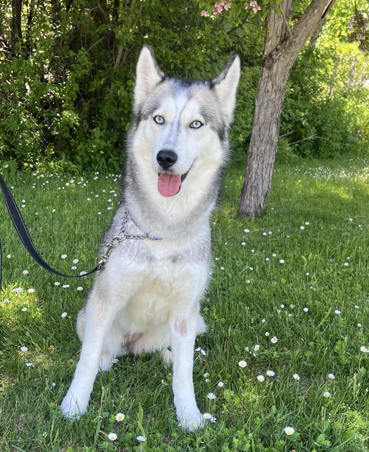 Enlarge Sis, an adopted Husky in St. Ignace, MI image 1/5