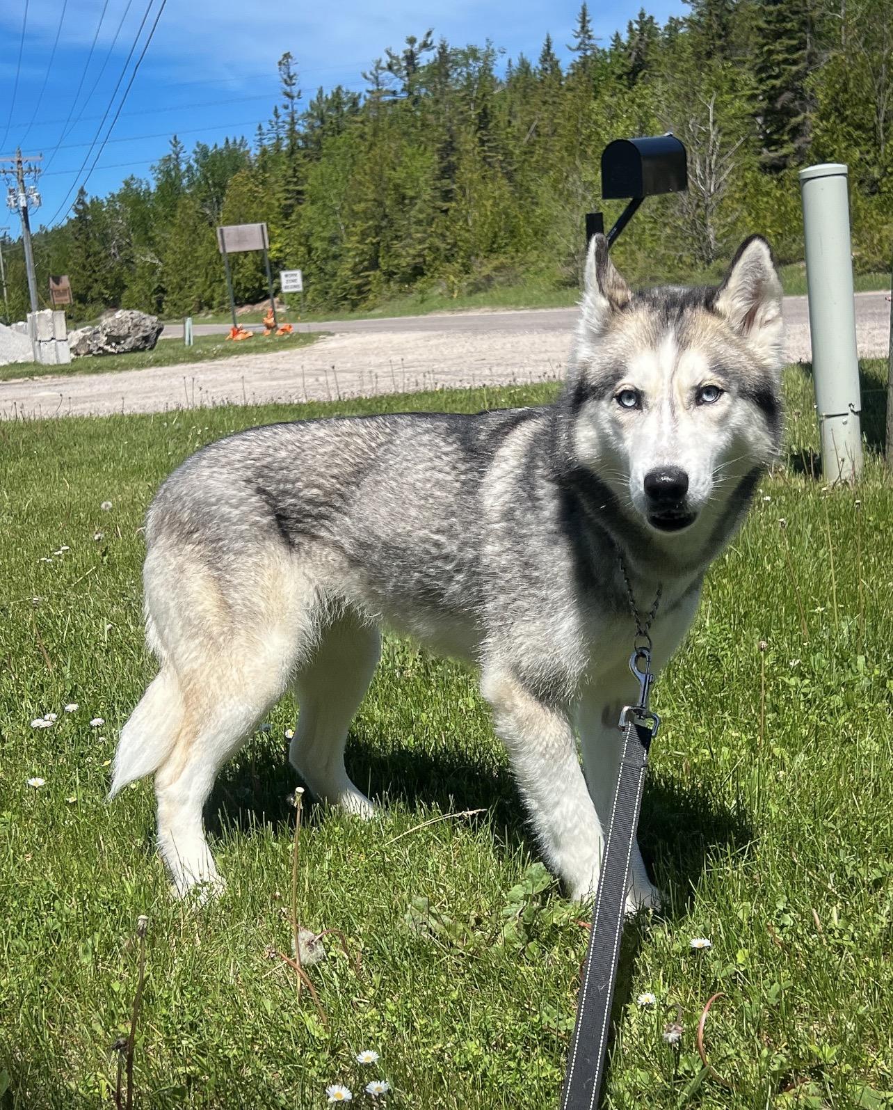 Enlarge Sis, an adopted Husky in St. Ignace, MI image 2/5