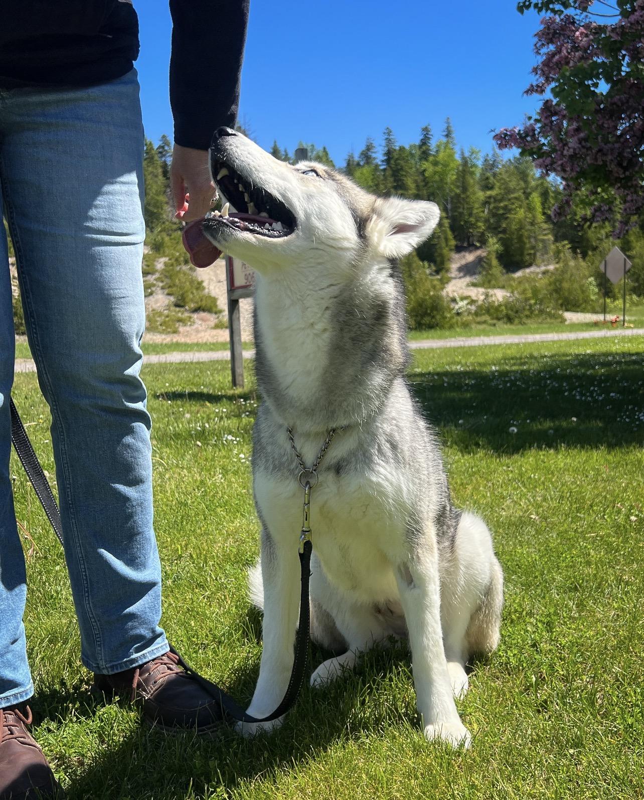 Enlarge Sis, an adopted Husky in St. Ignace, MI image 4/5