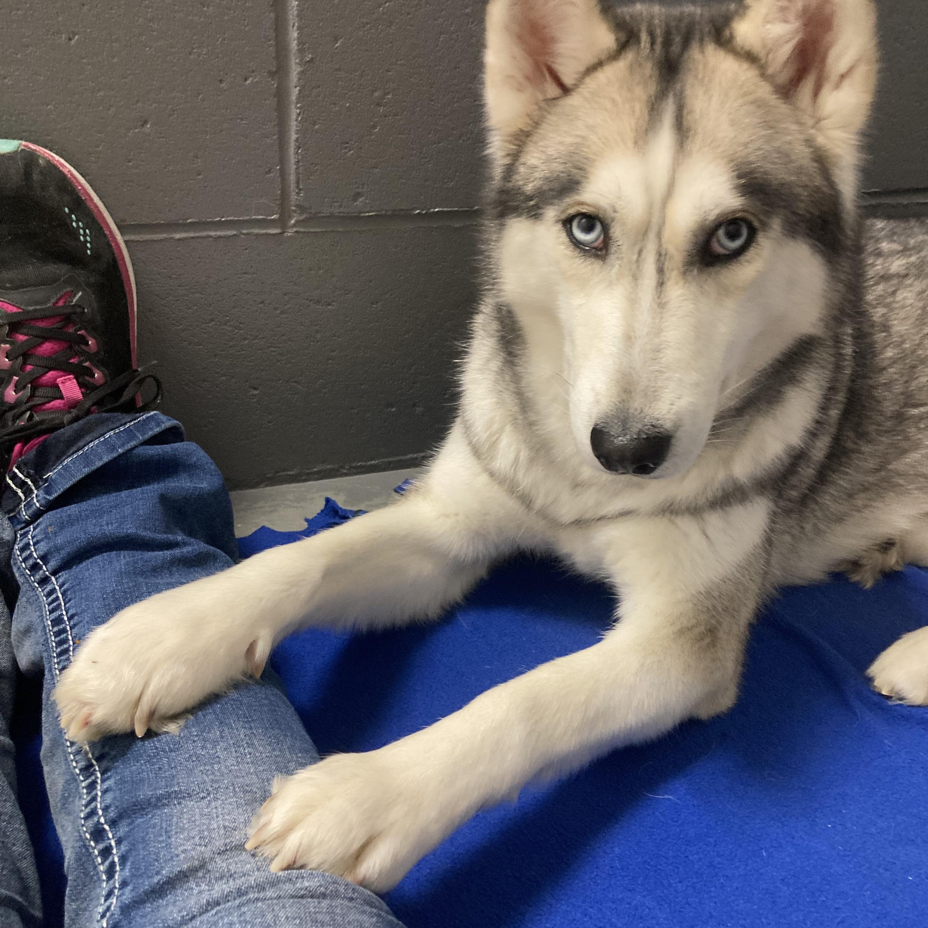 Enlarge Sis, an adopted Husky in St. Ignace, MI image 5/5