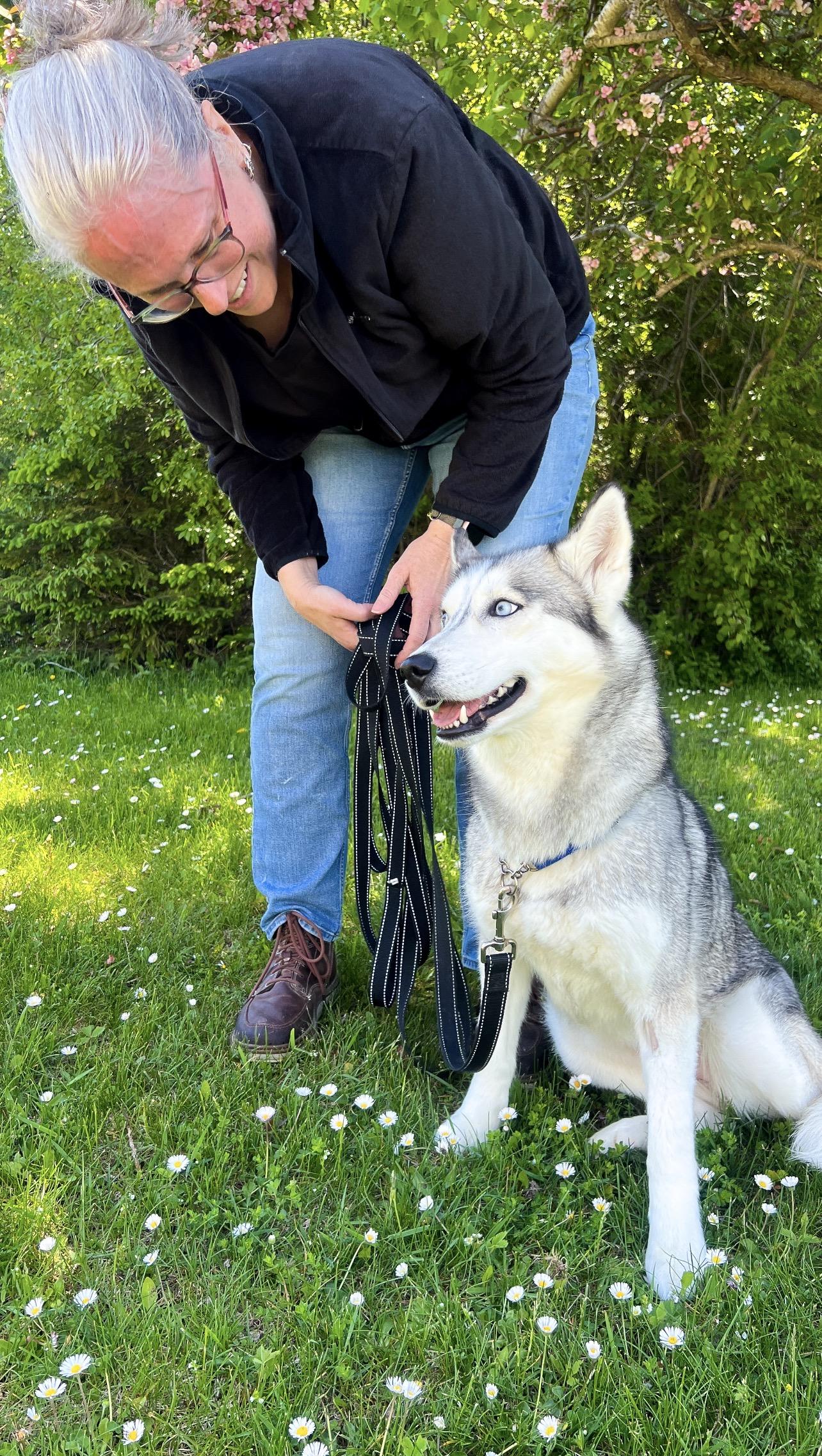 Enlarge Sis, an adopted Husky in St. Ignace, MI image 3/5