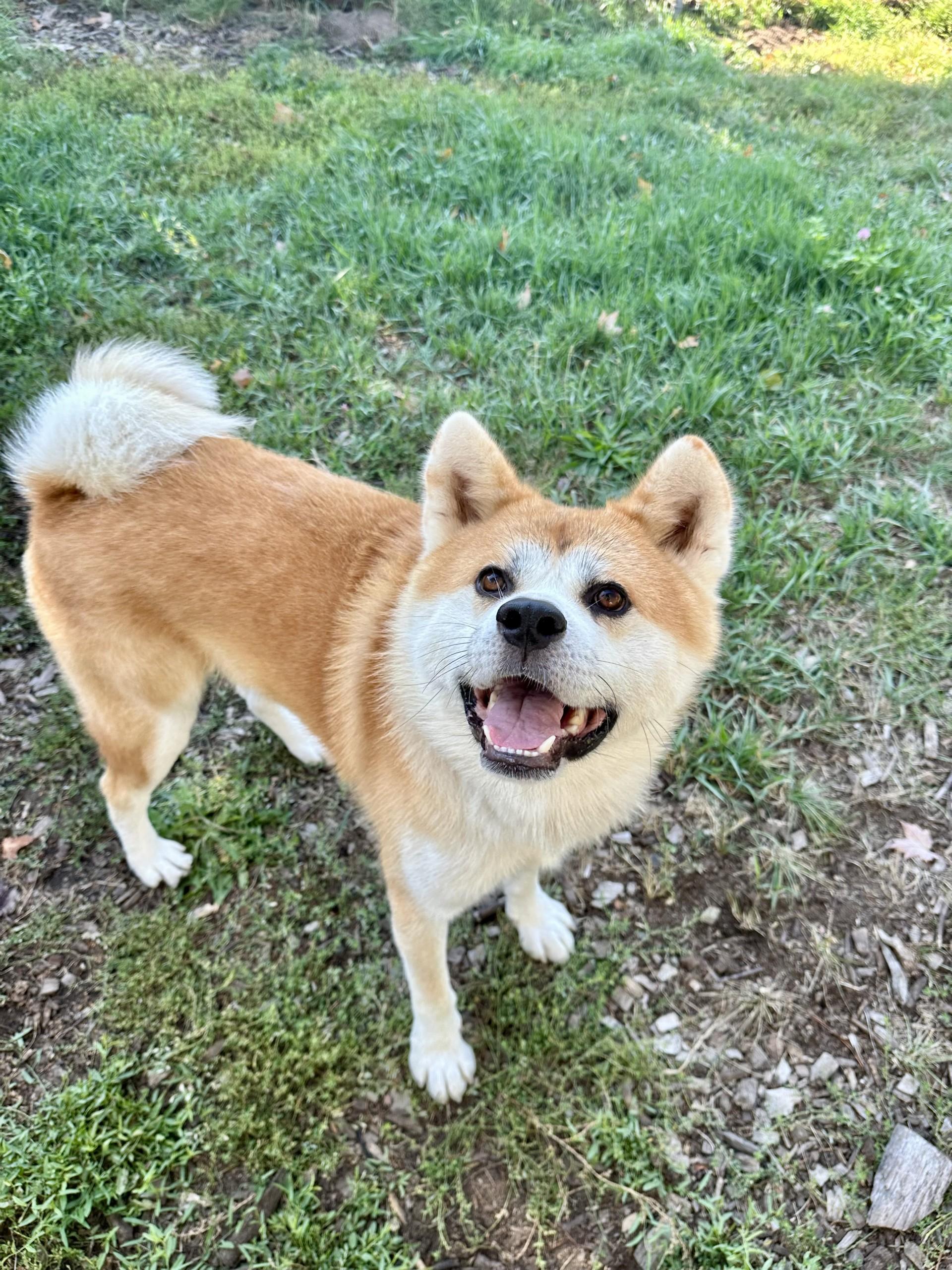 Dixon, an adoptable Japanese Akita  in Vancouver, BC, V6A 3L8 | Photo Image 1