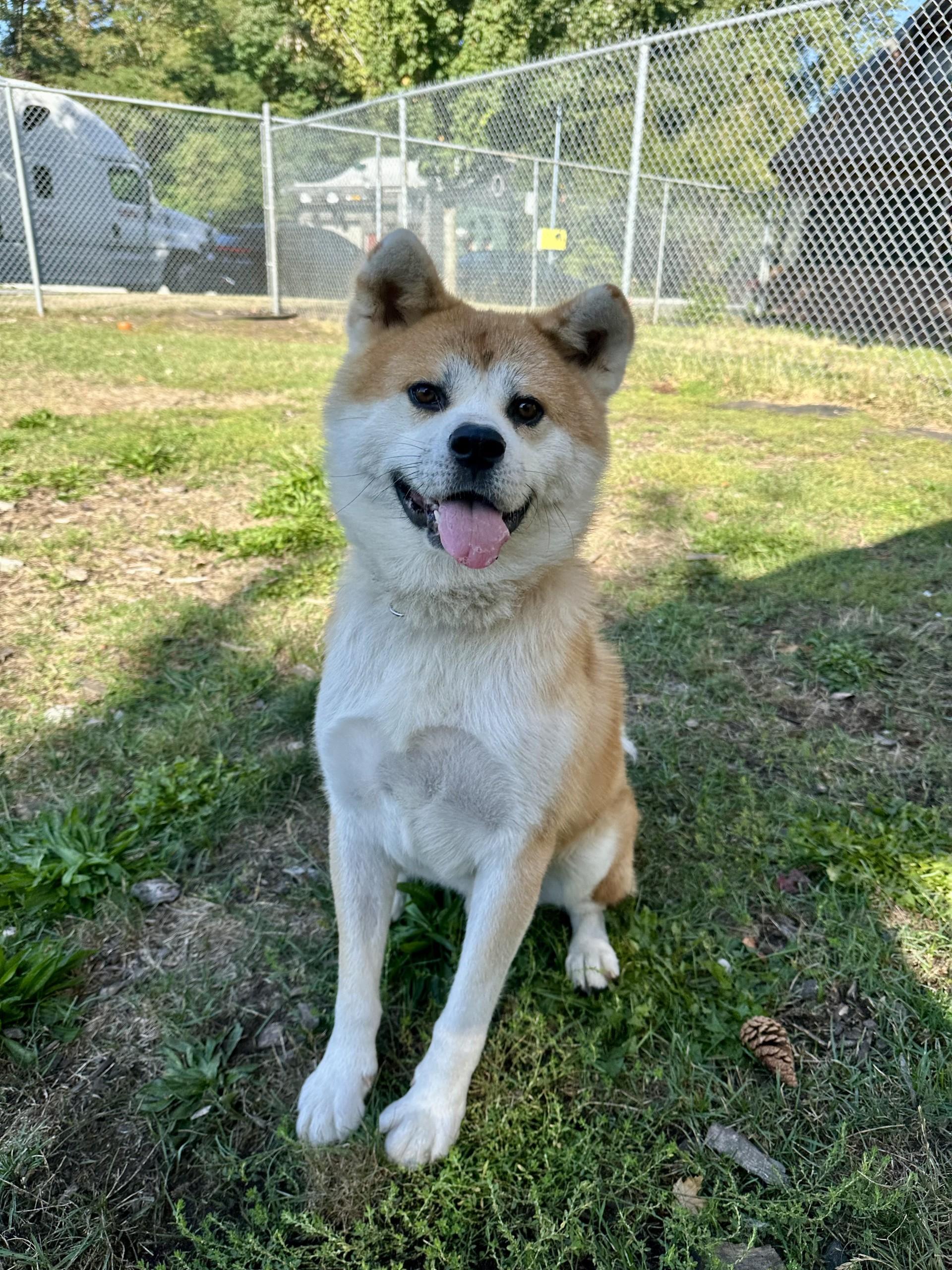 Dixon, an adoptable Japanese Akita  in Vancouver, BC, V6A 3L8 | Photo Image 5