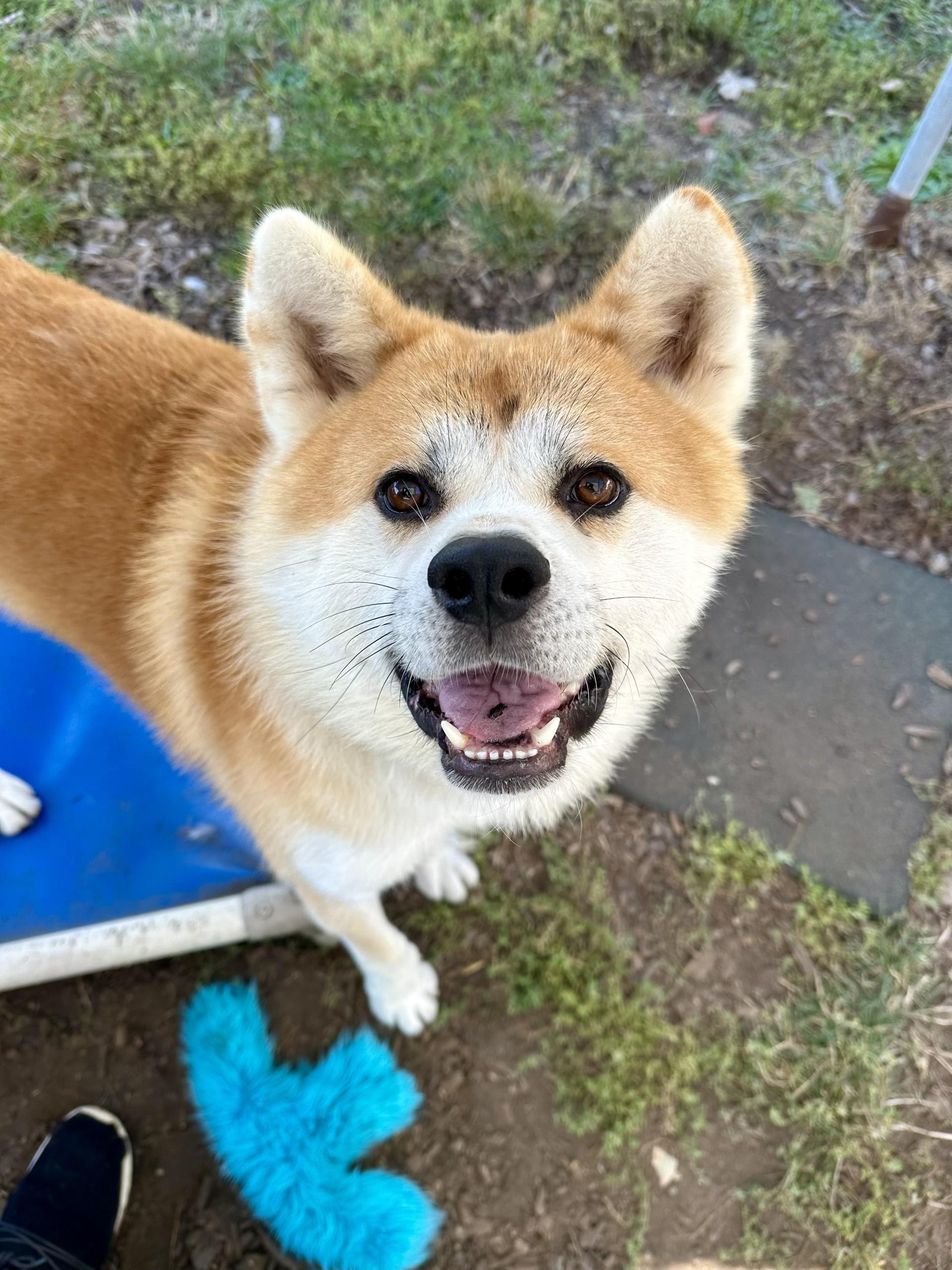 Dixon, an adoptable Japanese Akita  in Vancouver, BC, V6A 3L8 | Photo Image 2