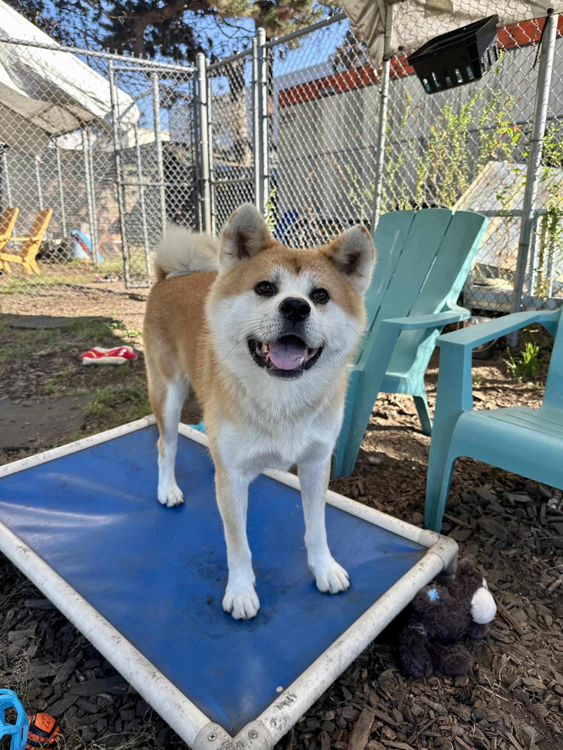 Dixon, an adoptable Japanese Akita  in Vancouver, BC, V6A 3L8 | Photo Image 4