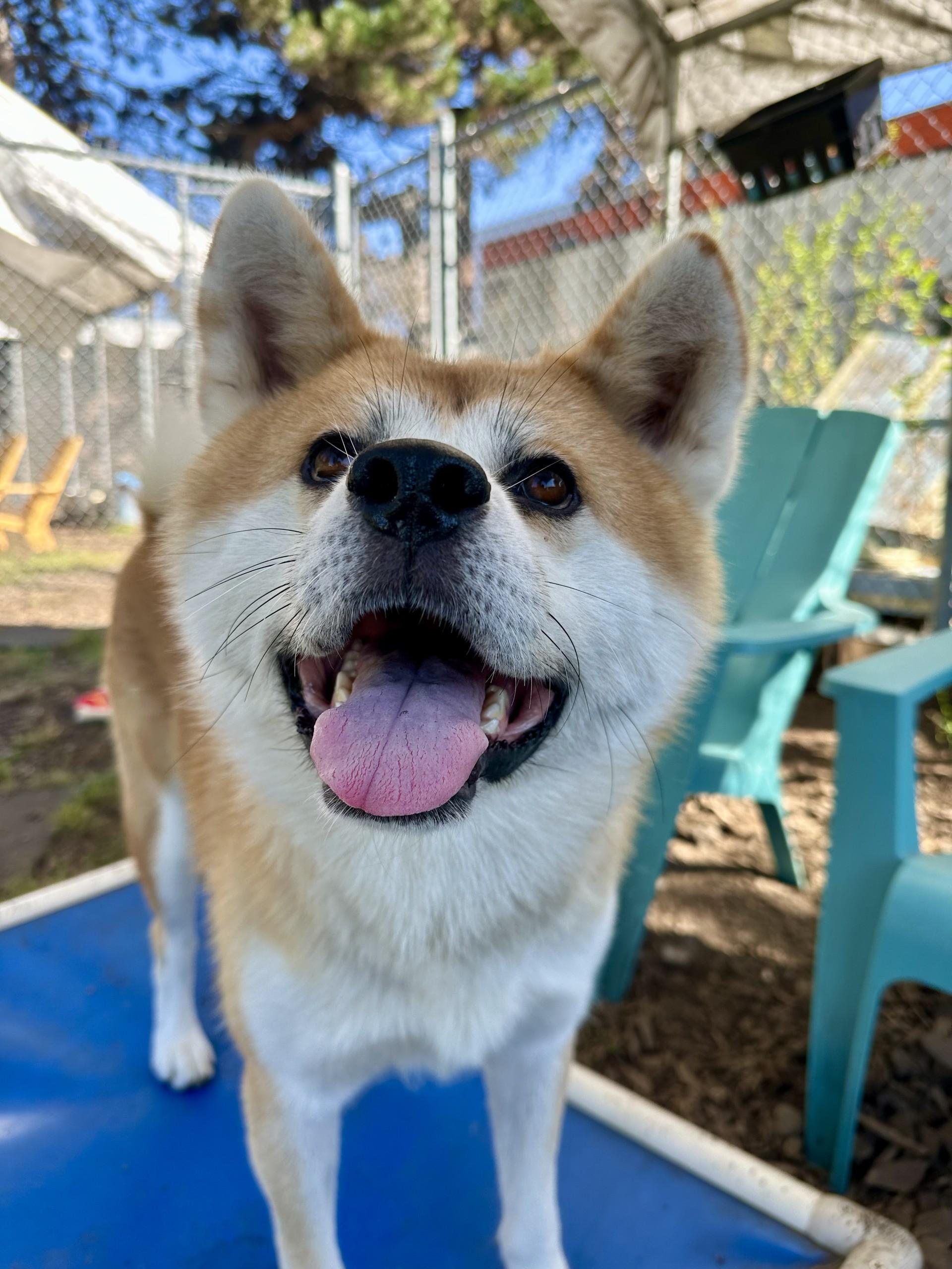 Dixon, an adoptable Japanese Akita  in Vancouver, BC, V6A 3L8 | Photo Image 3