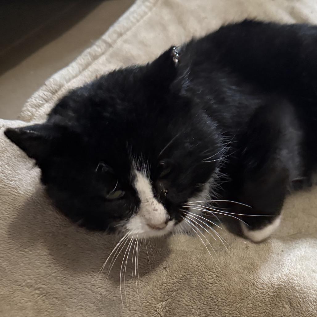 Oreo — thumbnail 2