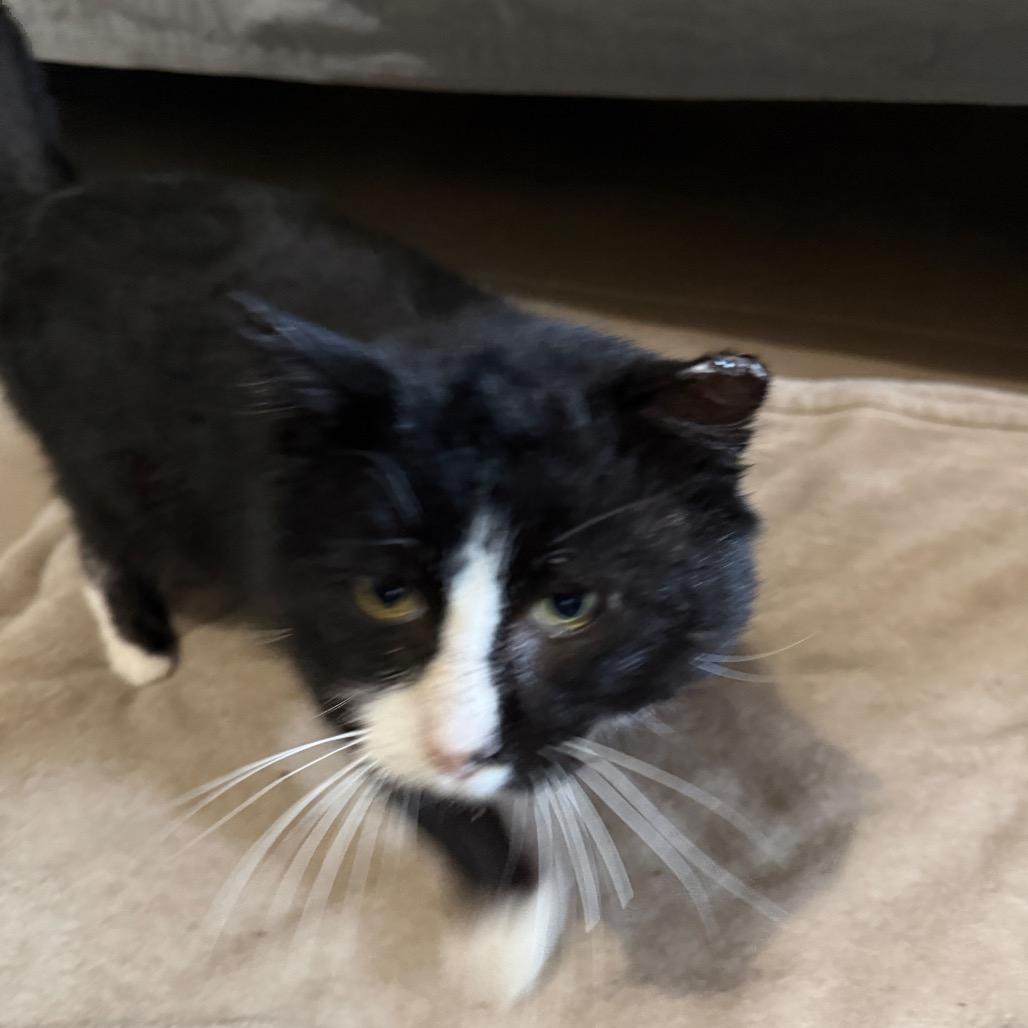 Oreo — thumbnail 3