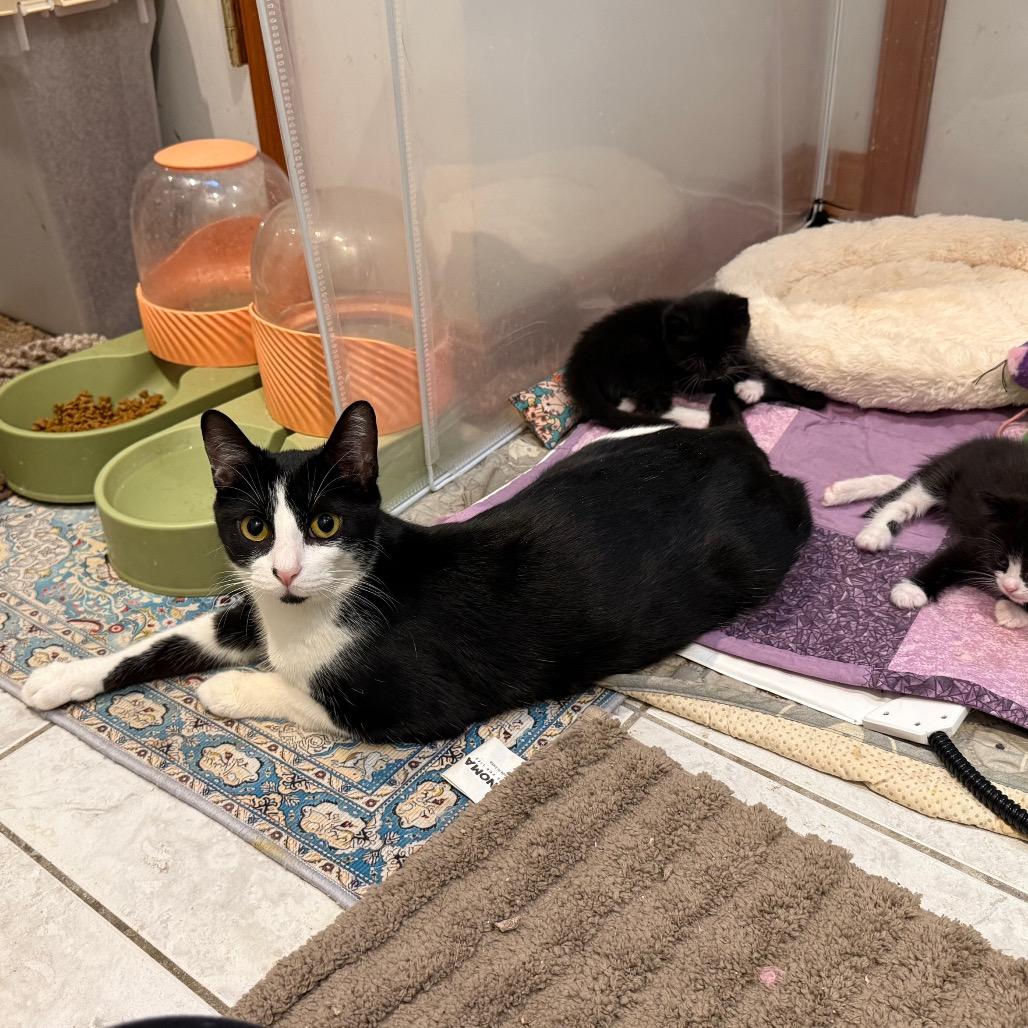 Tuxie, Adoptable, Young Female Domestic Short Hair.