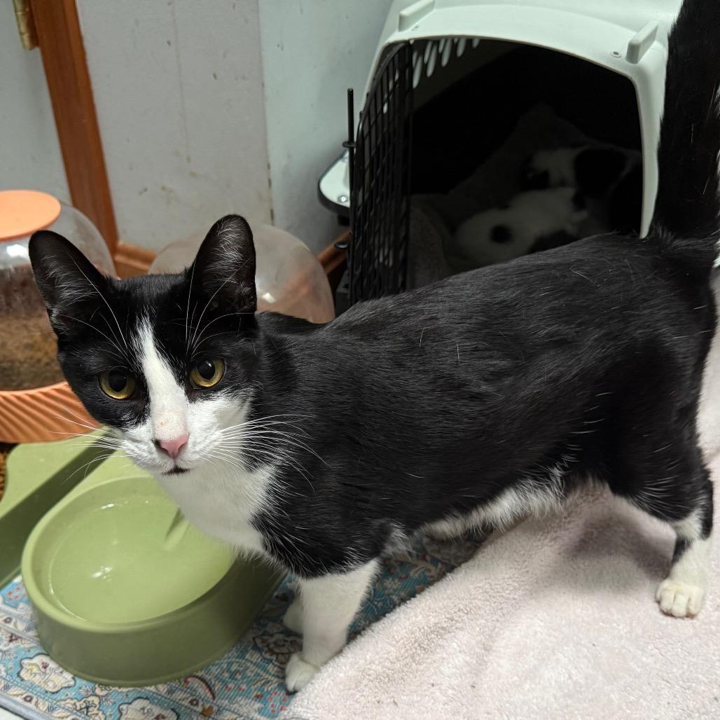 Enlarge Tuxie, a Adoptable Domestic Short Hair in Silver Spring, MD image 2/3