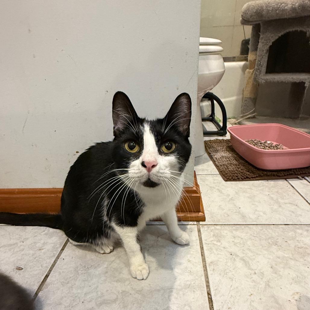 Enlarge Tuxie, a Adoptable Domestic Short Hair in Silver Spring, MD image 3/3