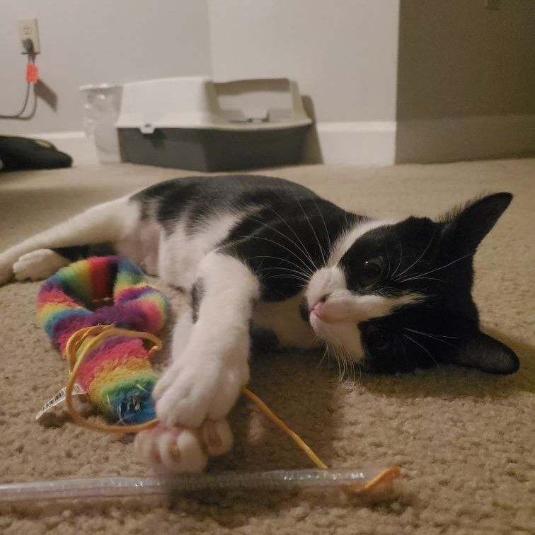 Enlarge Tuxie, a Adoptable Domestic Short Hair in Silver Spring, MD image 4/6