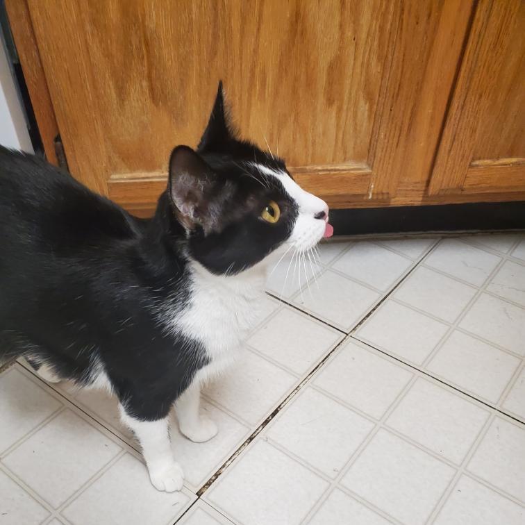 Enlarge Tuxie, a Adoptable Domestic Short Hair in Silver Spring, MD image 5/6