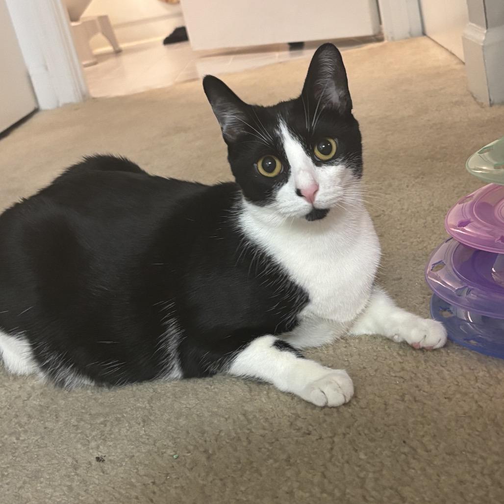 Enlarge Delilah, a Adoptable Domestic Short Hair in Silver Spring, MD image 5/6