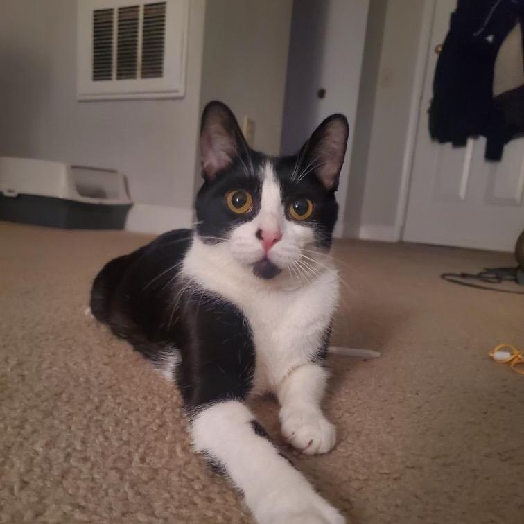 Enlarge Tuxie, a Adoptable Domestic Short Hair in Silver Spring, MD image 6/6