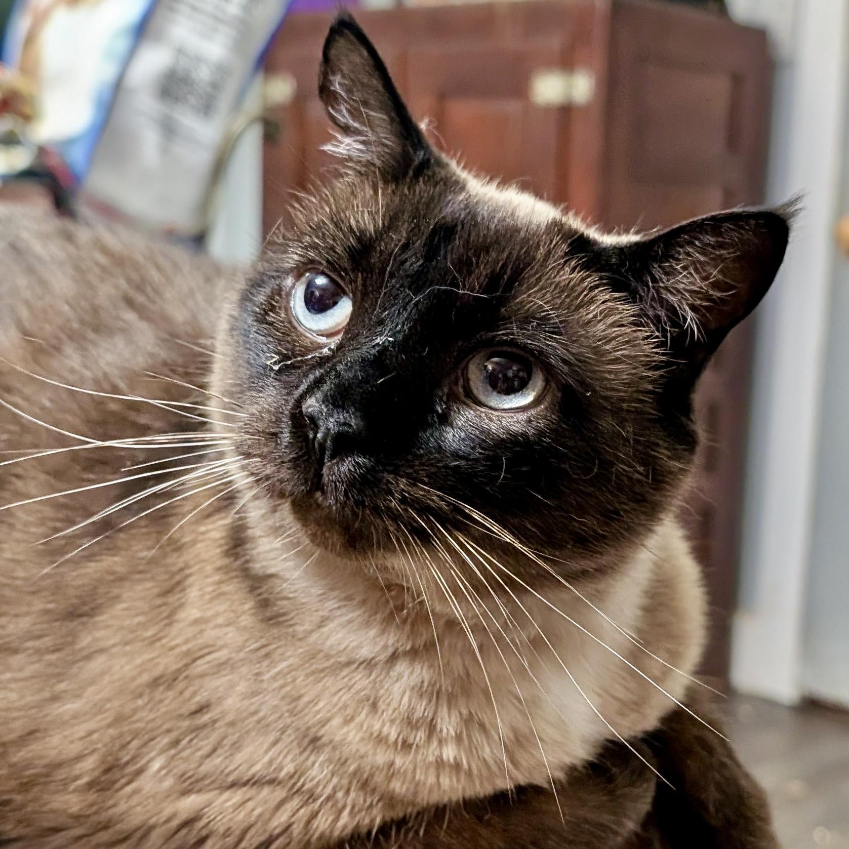 Enlarge Alexis, an adoptable Siamese in Smithfield, NC image 1/6