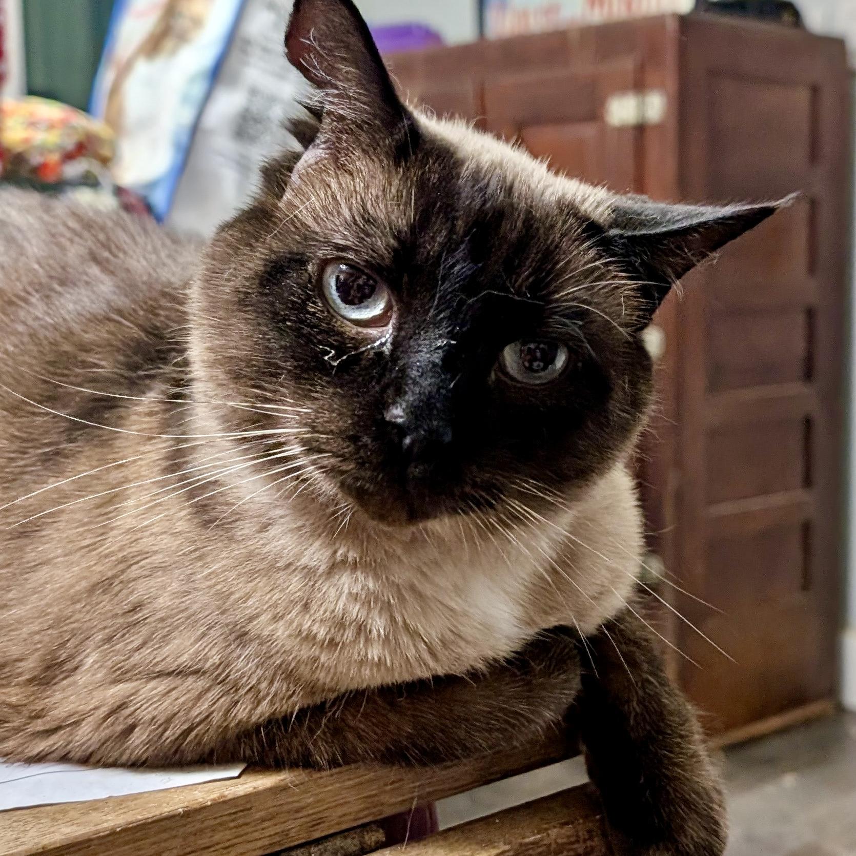 Enlarge Alexis, an adoptable Siamese in Smithfield, NC image 2/6