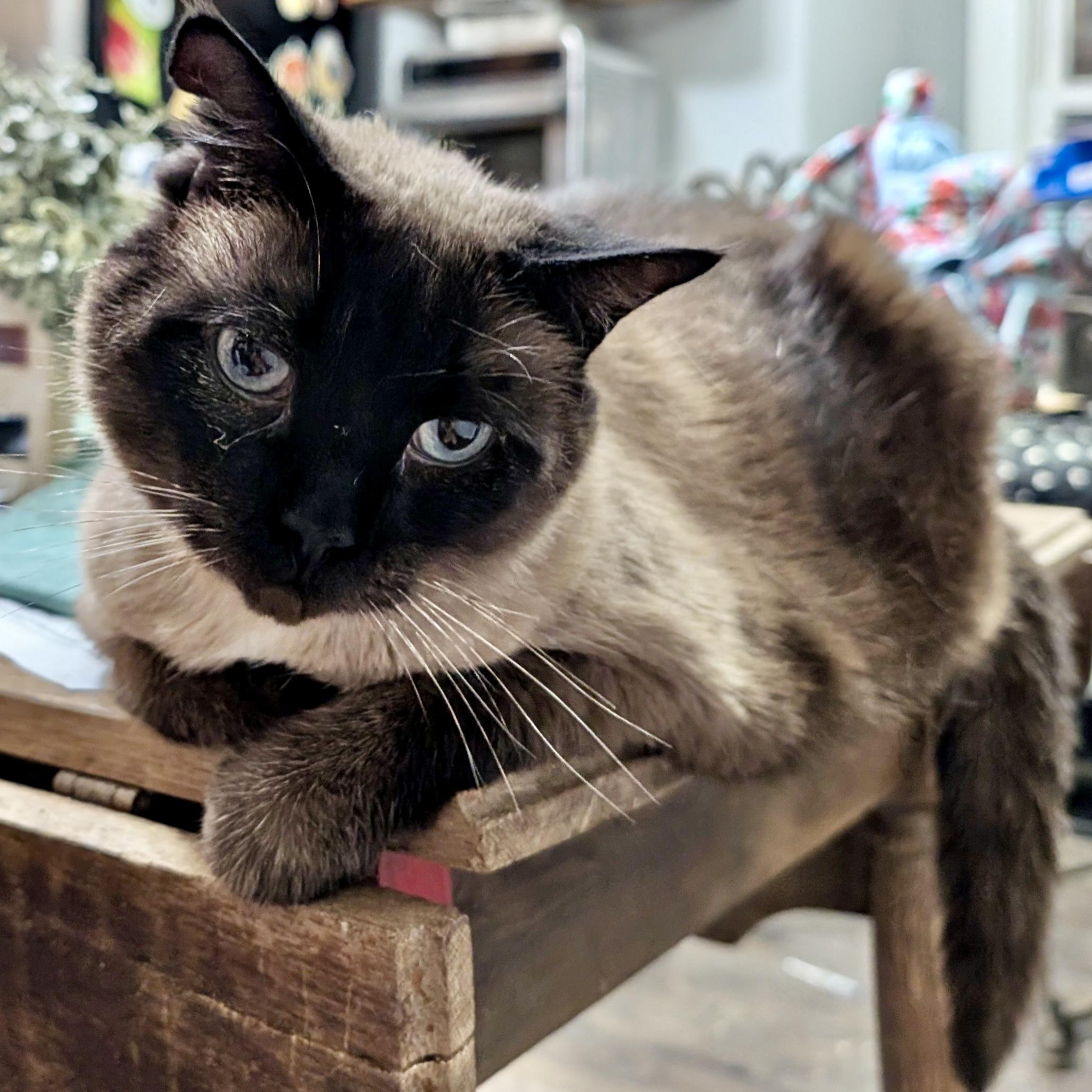 Enlarge Alexis, an adoptable Siamese in Smithfield, NC image 3/6