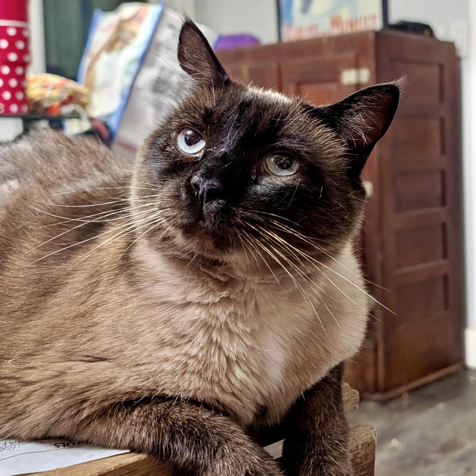Enlarge Alexis, an adoptable Siamese in Smithfield, NC image 4/6