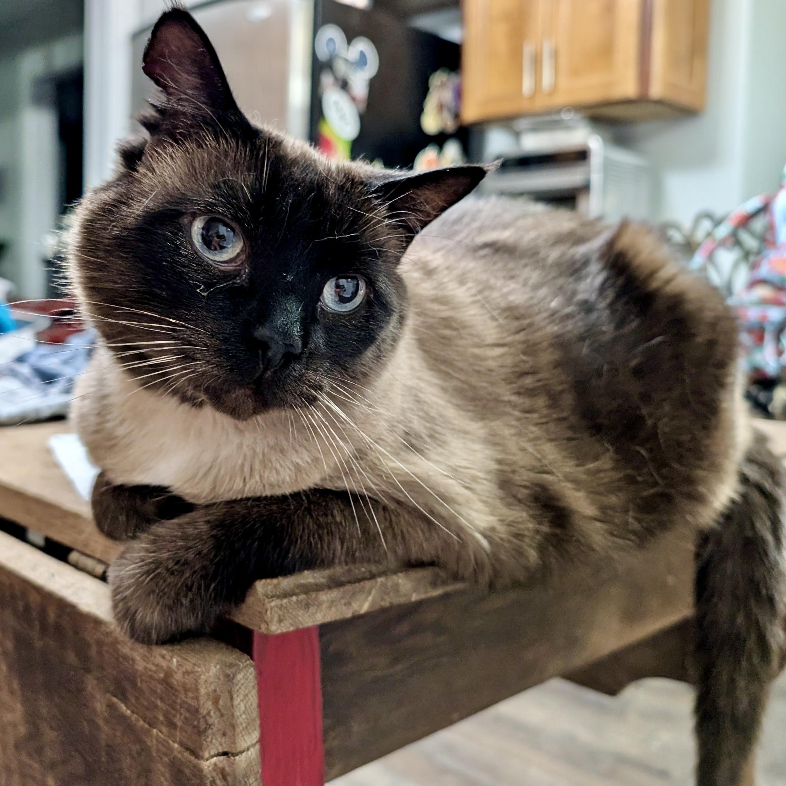 Enlarge Alexis, an adoptable Siamese in Smithfield, NC image 5/6
