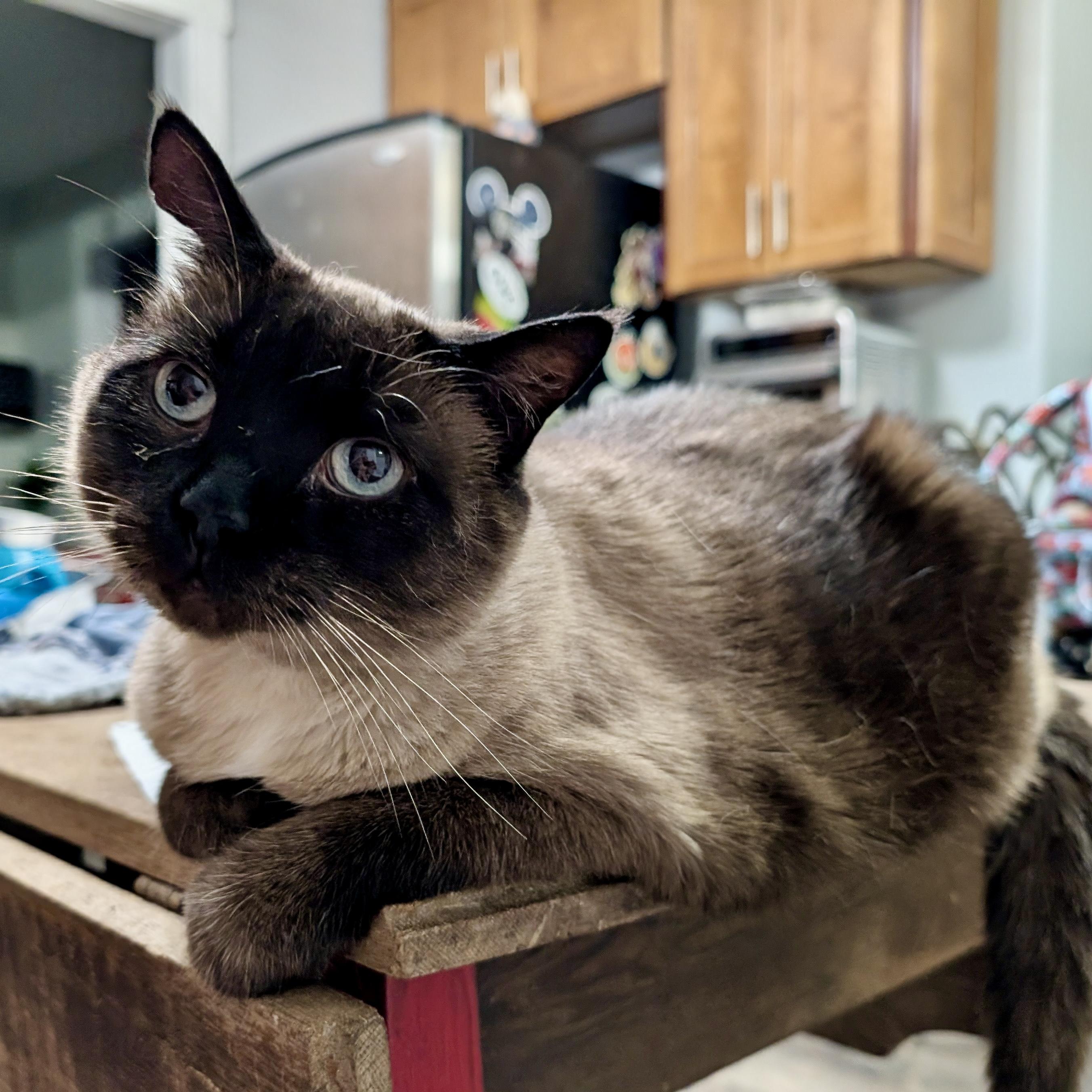 Enlarge Alexis, an adoptable Siamese in Smithfield, NC image 6/6
