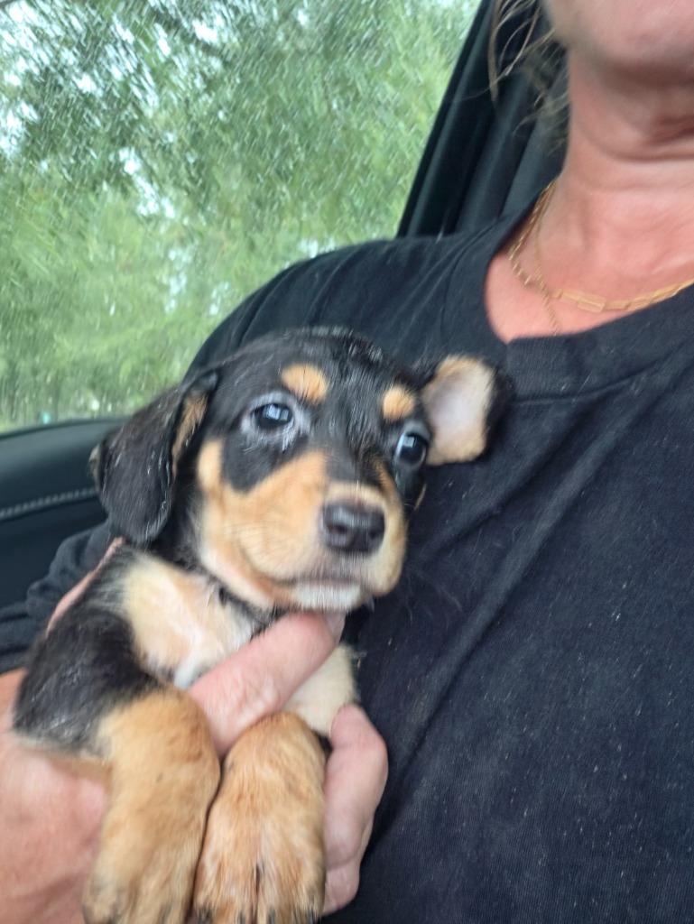 Doxi 11, Adoptable, Puppy Male Dachshund & Beagle.
