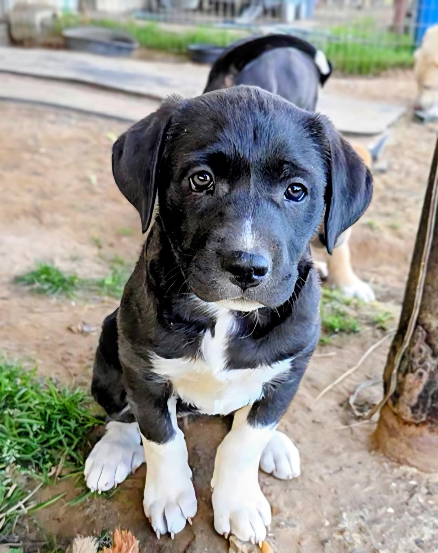 Alaska, Adoptable, Young Female Labrador Retriever & Great Pyrenees.