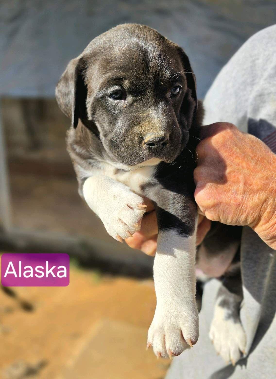 Enlarge Alaska, a Adoptable mixed breed in Luling, TX image 1/1