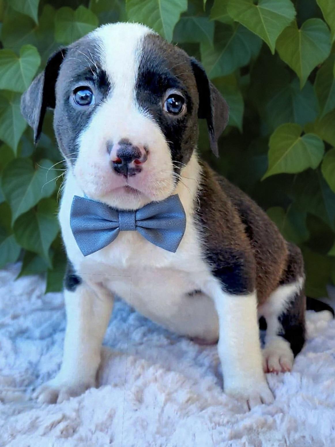 Enlarge Macchiato, a ADOPTABLE mixed breed in Corona Del Mar, CA image 1/1
