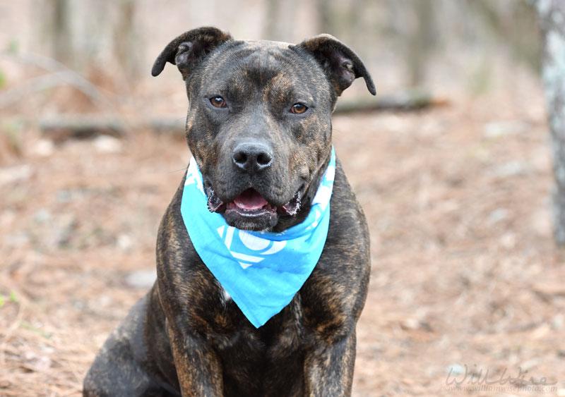Lola #22071, ADOPTABLE, Adult Male Pit Bull Terrier.