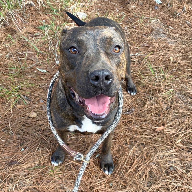 Lola #22071, ADOPTABLE, Adult Male Pit Bull Terrier.