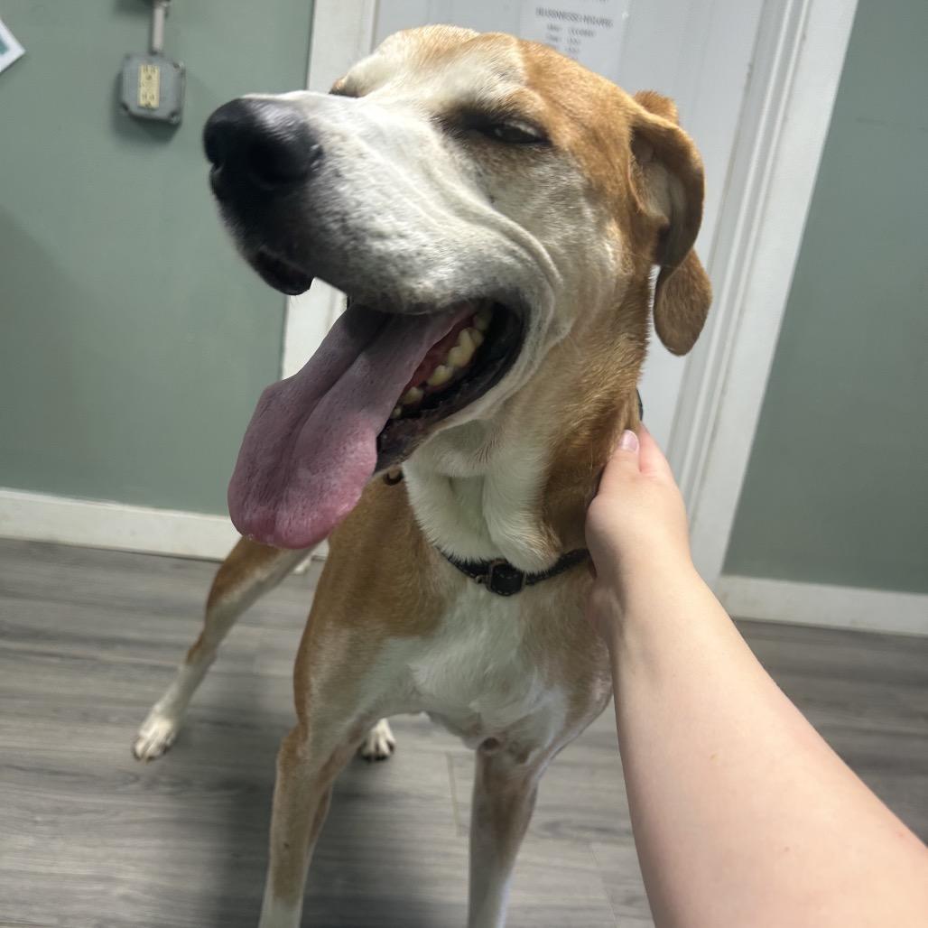 AJ, Adoptable, Senior Male Coonhound & Mixed Breed.
