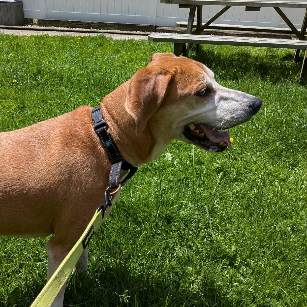 Enlarge AJ, a Adoptable mixed breed in Greenville, PA image 2/5
