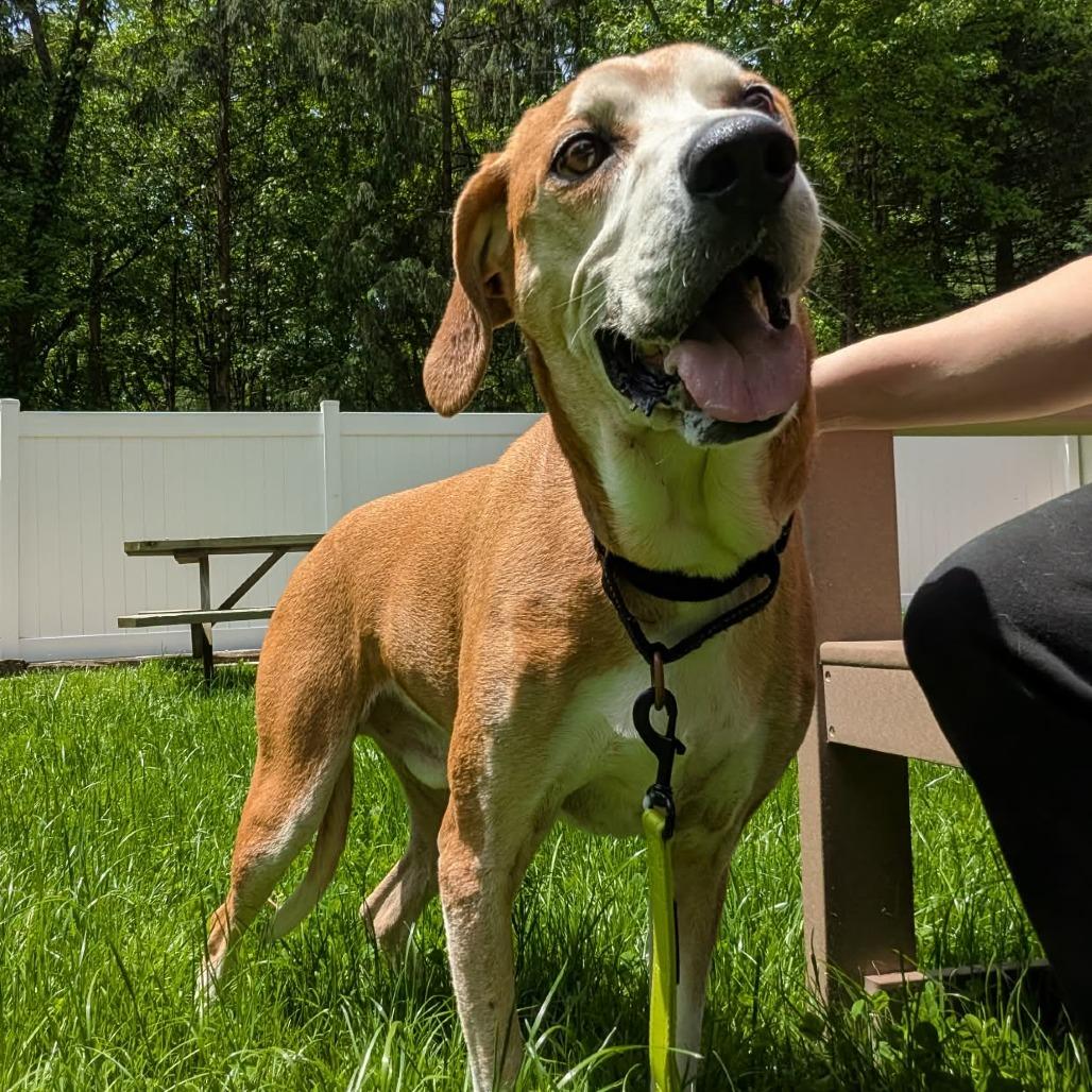 Enlarge AJ, a Adoptable mixed breed in Greenville, PA image 3/5