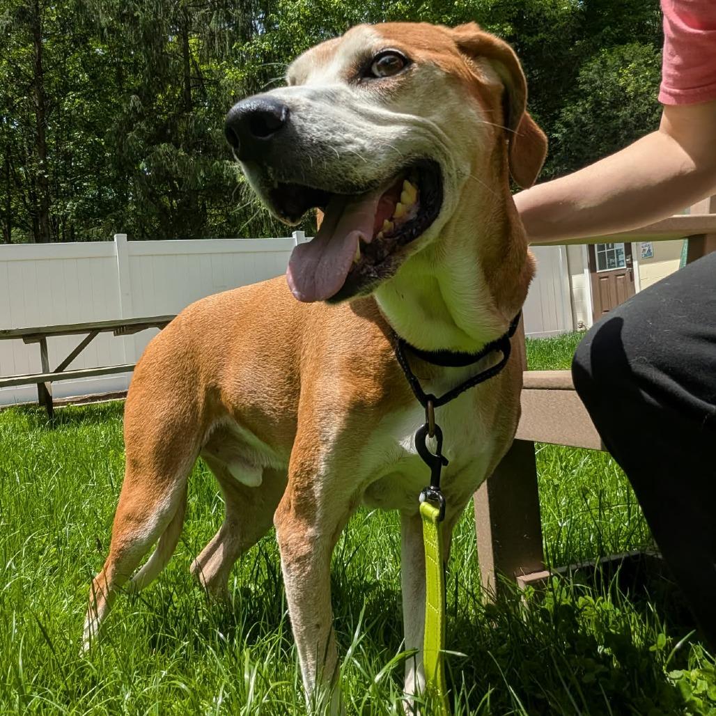 Enlarge AJ, a Adoptable mixed breed in Greenville, PA image 5/5