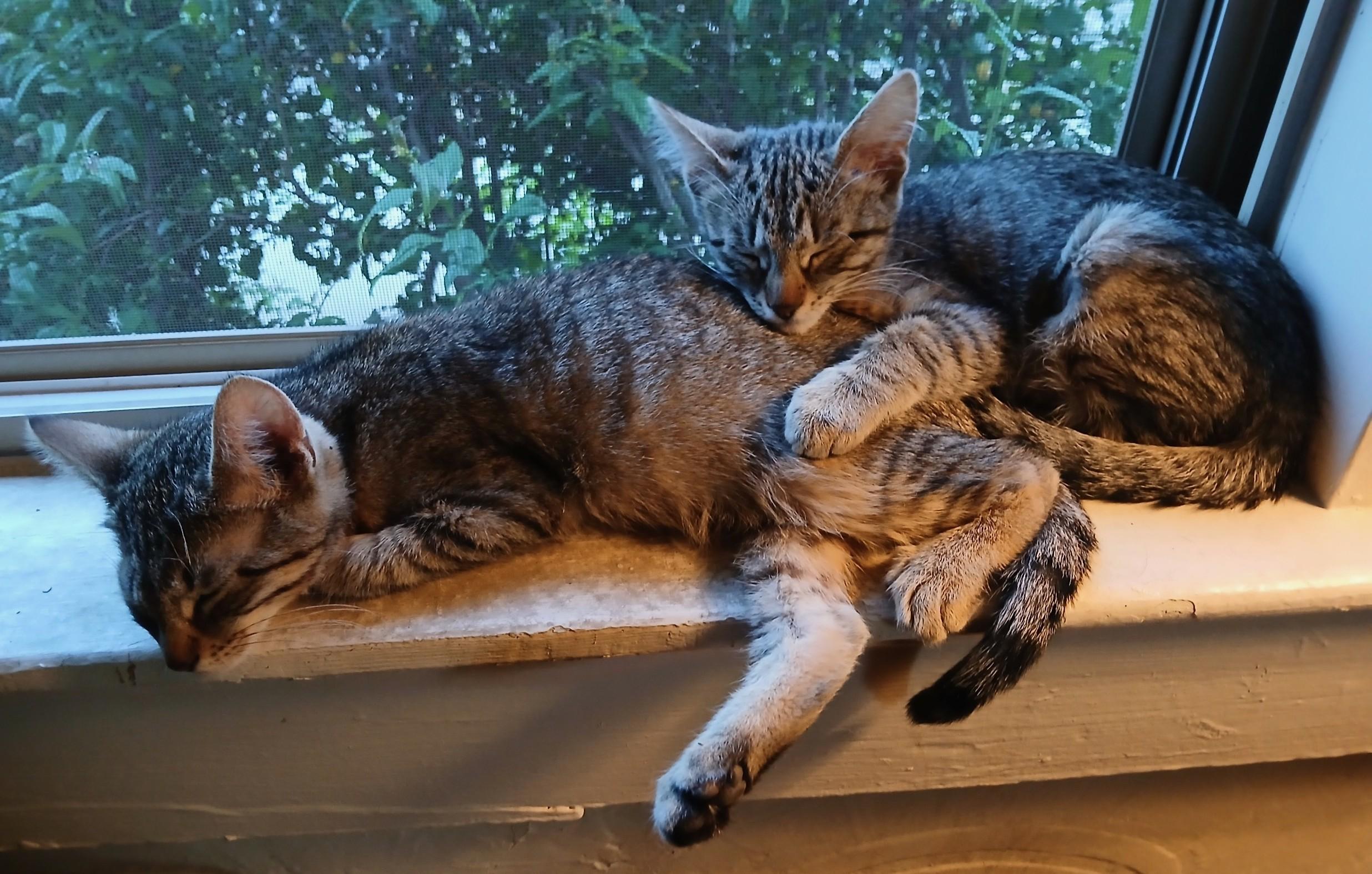 Enlarge Cinnamon - Tiny Purr Machine, a ADOPTABLE Tabby in Prescott, AZ image 3/5