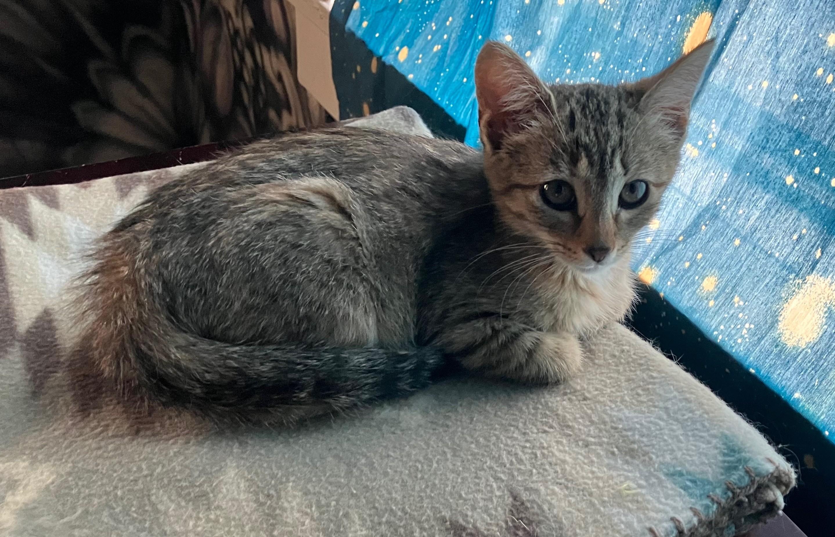 Cinnamon - Tiny Purr Machine, ADOPTABLE, Kitten Female Tabby.
