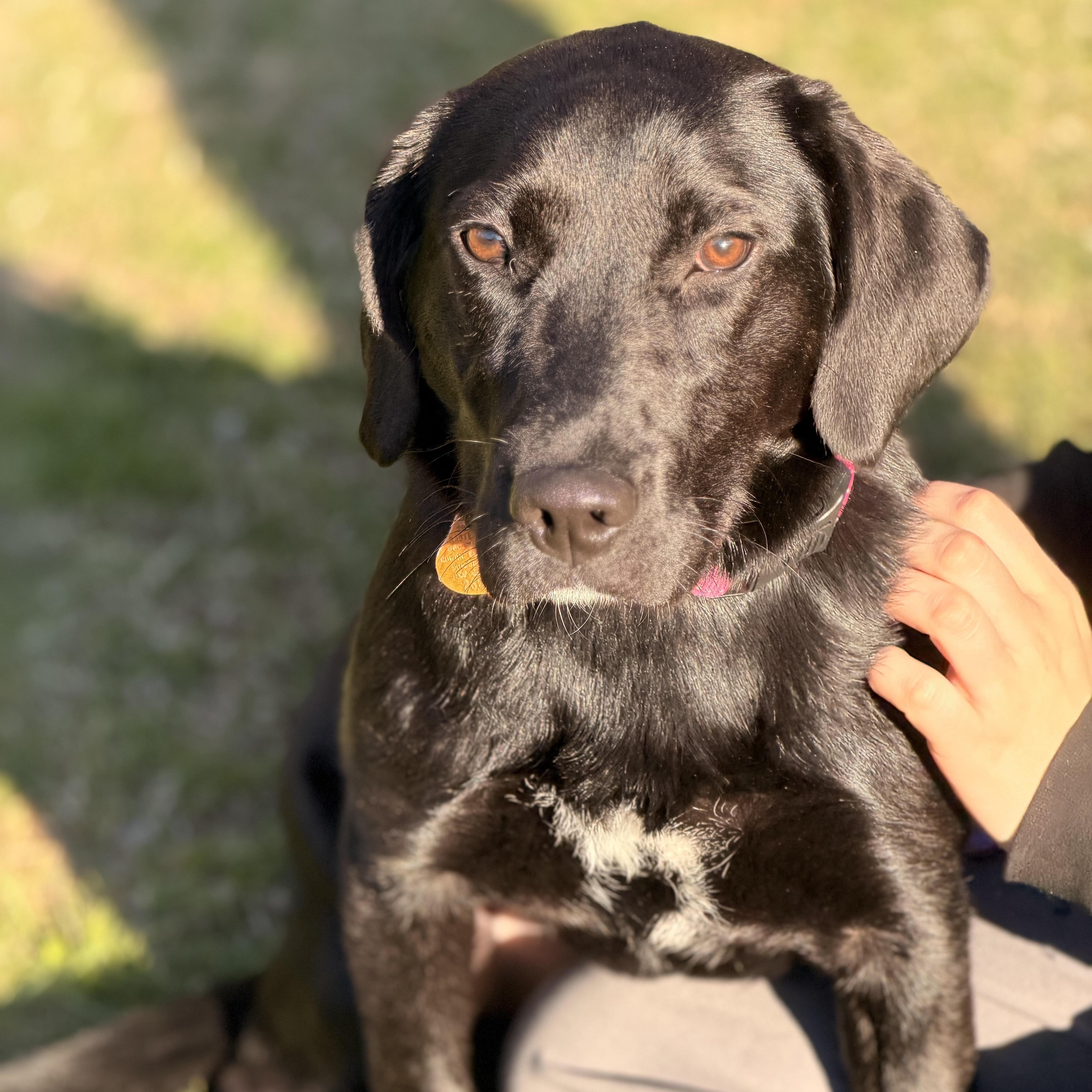 Enlarge Dottie, an adoptable mixed breed in Sparta, NJ image 2/5