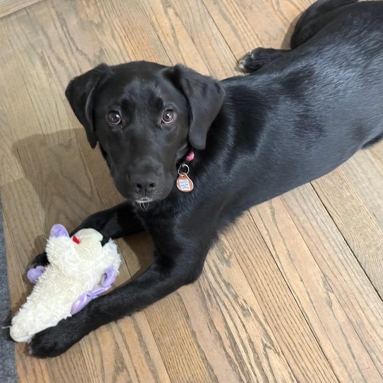 Dottie, an adoptable mixed breed in Sparta, NJ image 2/6
