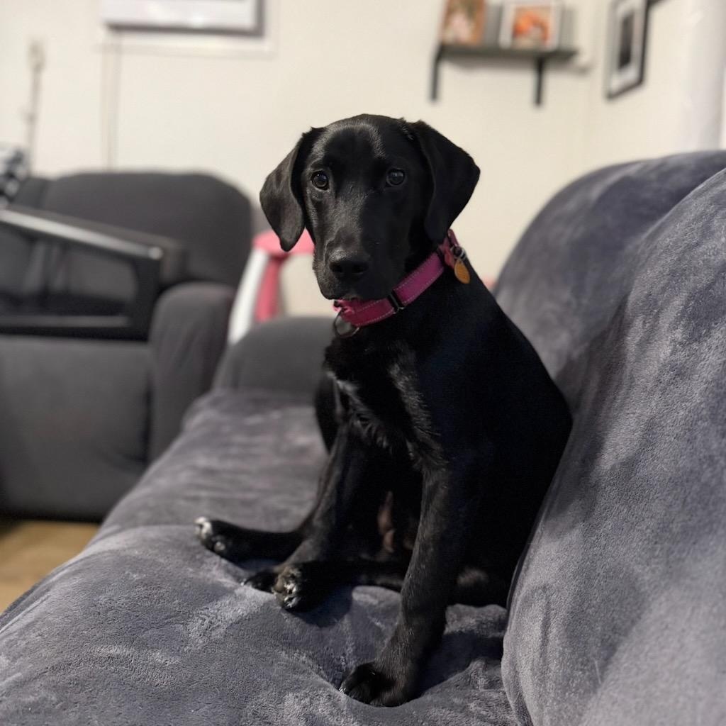 Dottie, adoptable, Young Female Black Labrador Retriever & Beagle.