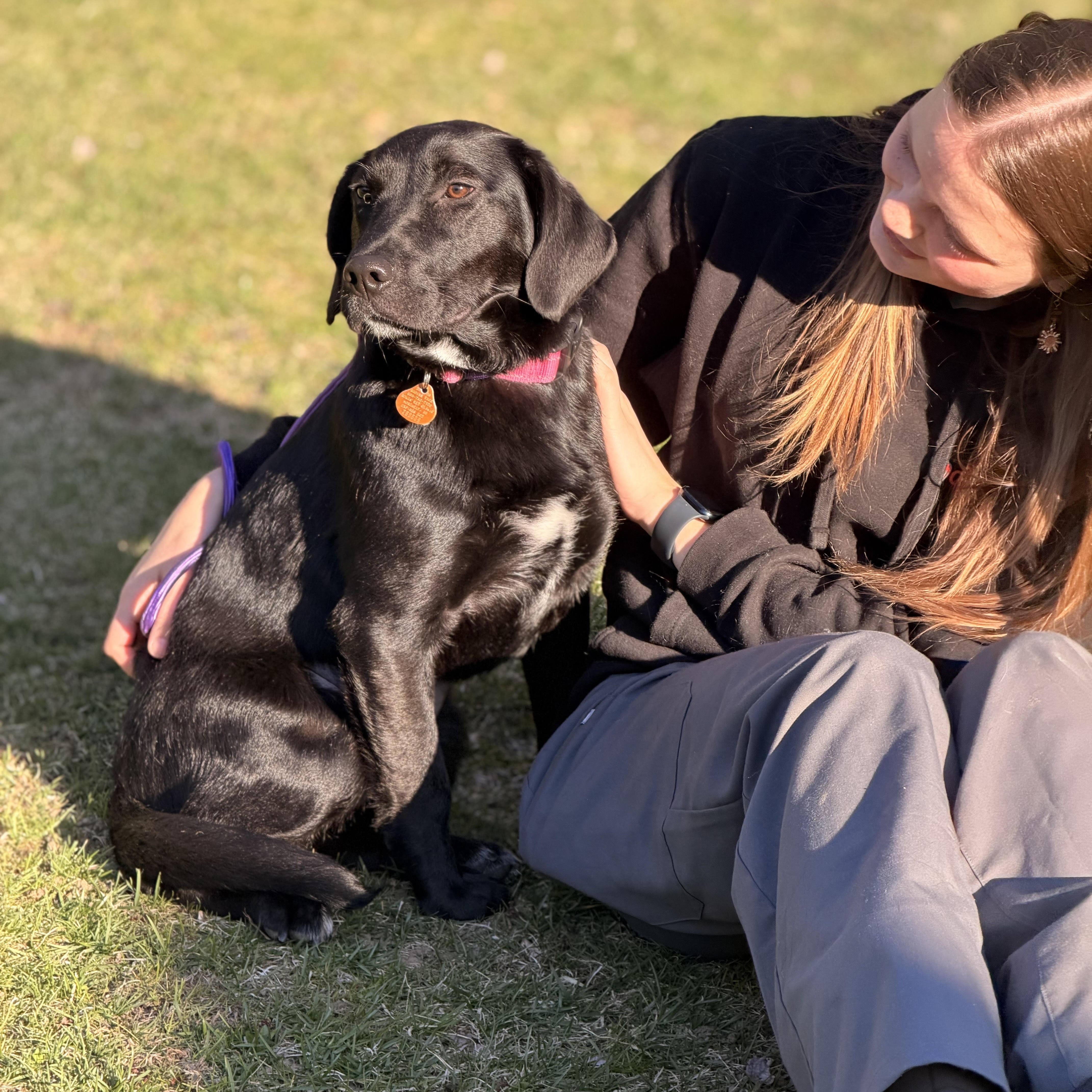 Enlarge Dottie, an adoptable mixed breed in Sparta, NJ image 4/5
