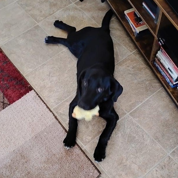 Enlarge Dottie, an adoptable mixed breed in Sparta, NJ image 3/5