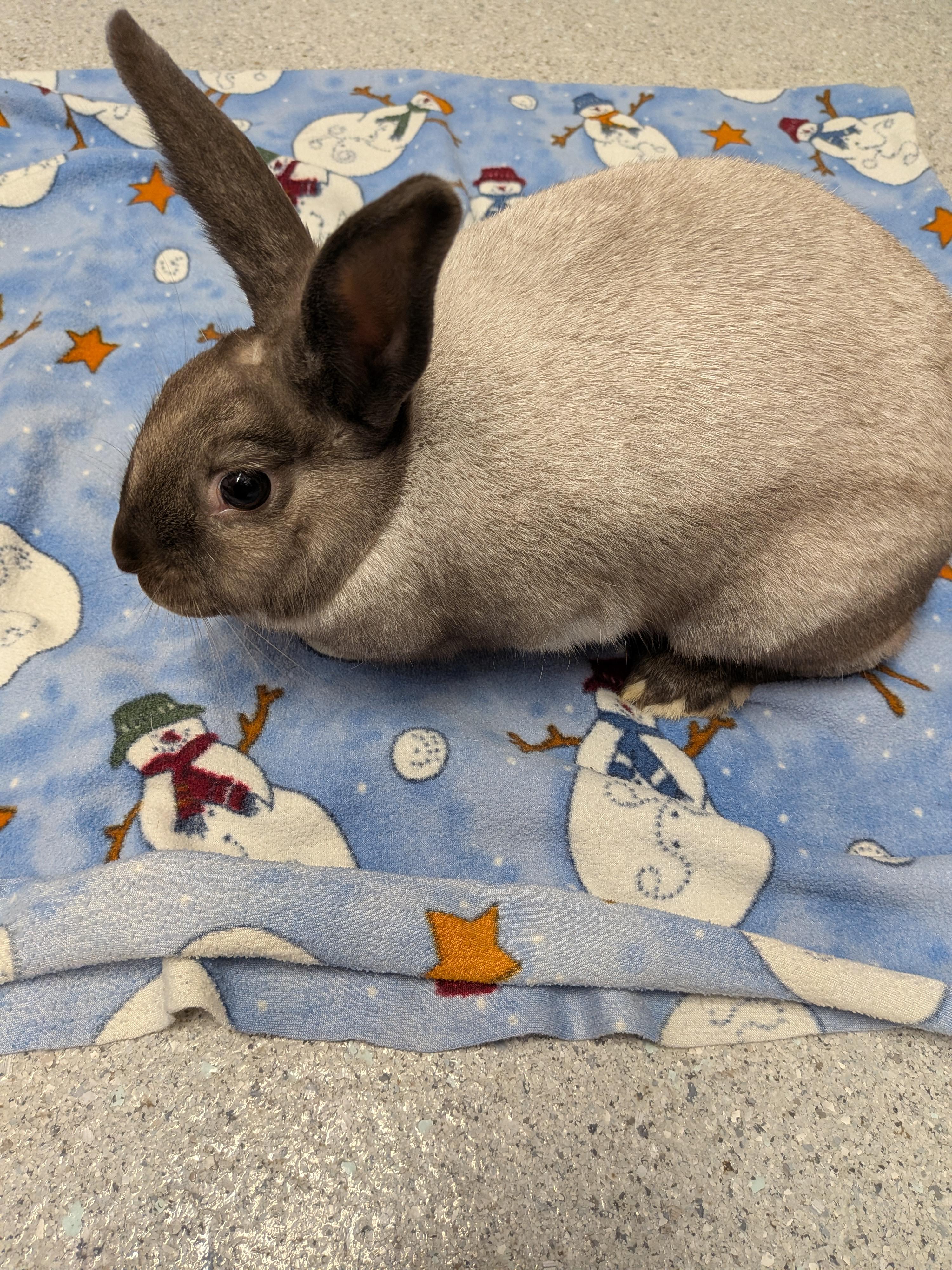 Hope, Adoptable, Young Female Satin.