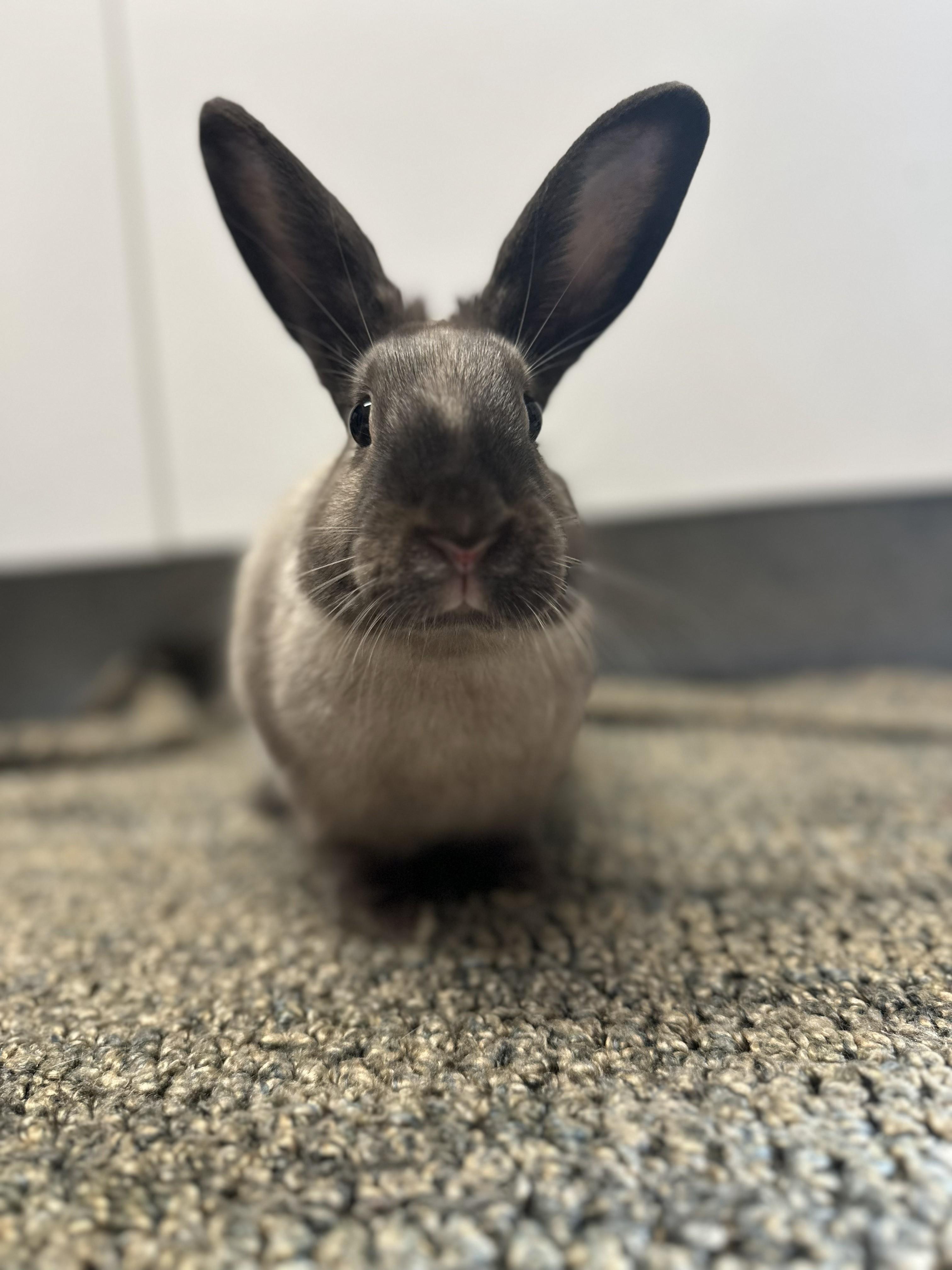 Hope, a Adoptable Satin in Grand Rapids, MI image 2/6