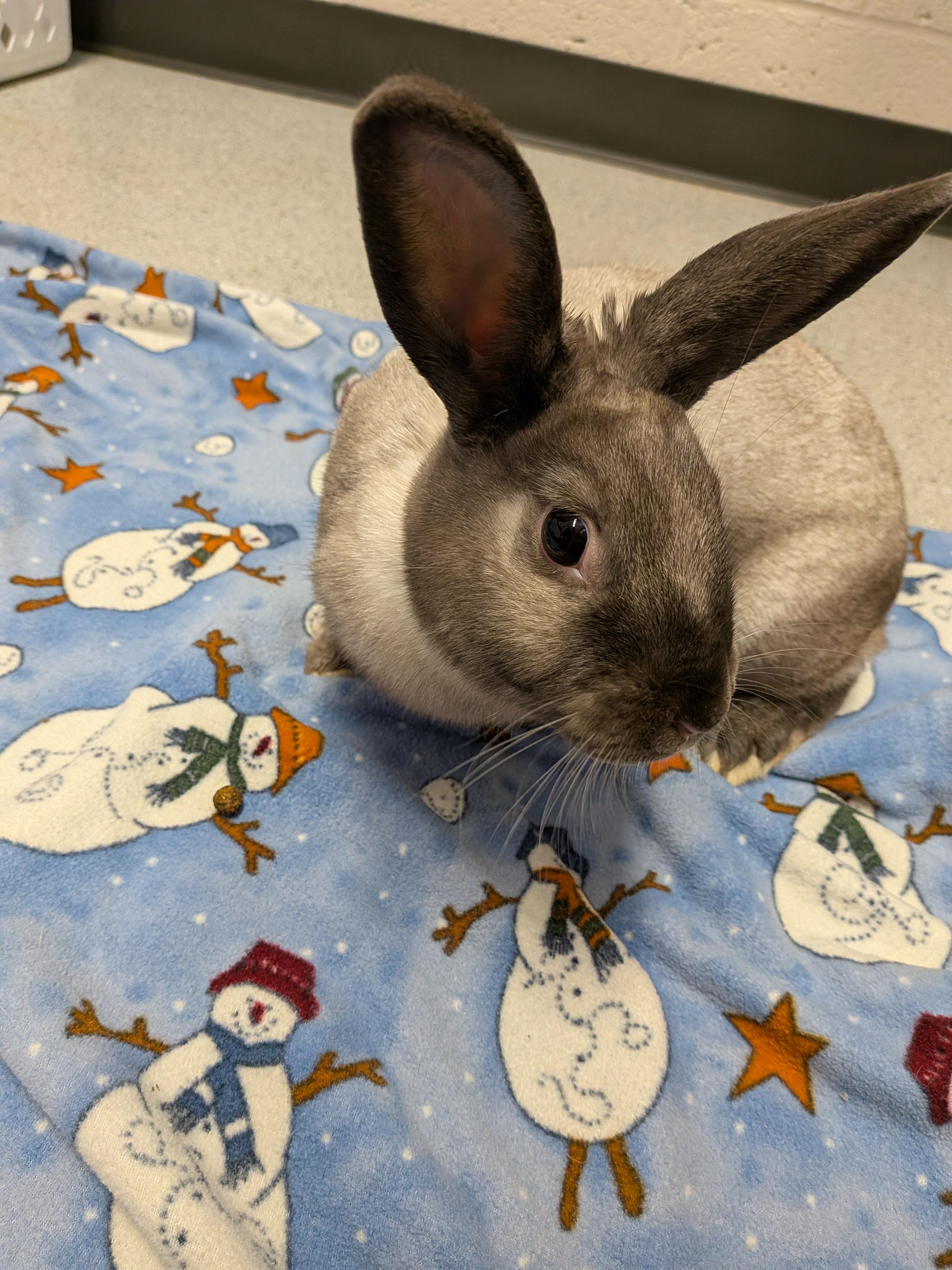 Hope, a Adoptable Satin in Grand Rapids, MI image 4/6