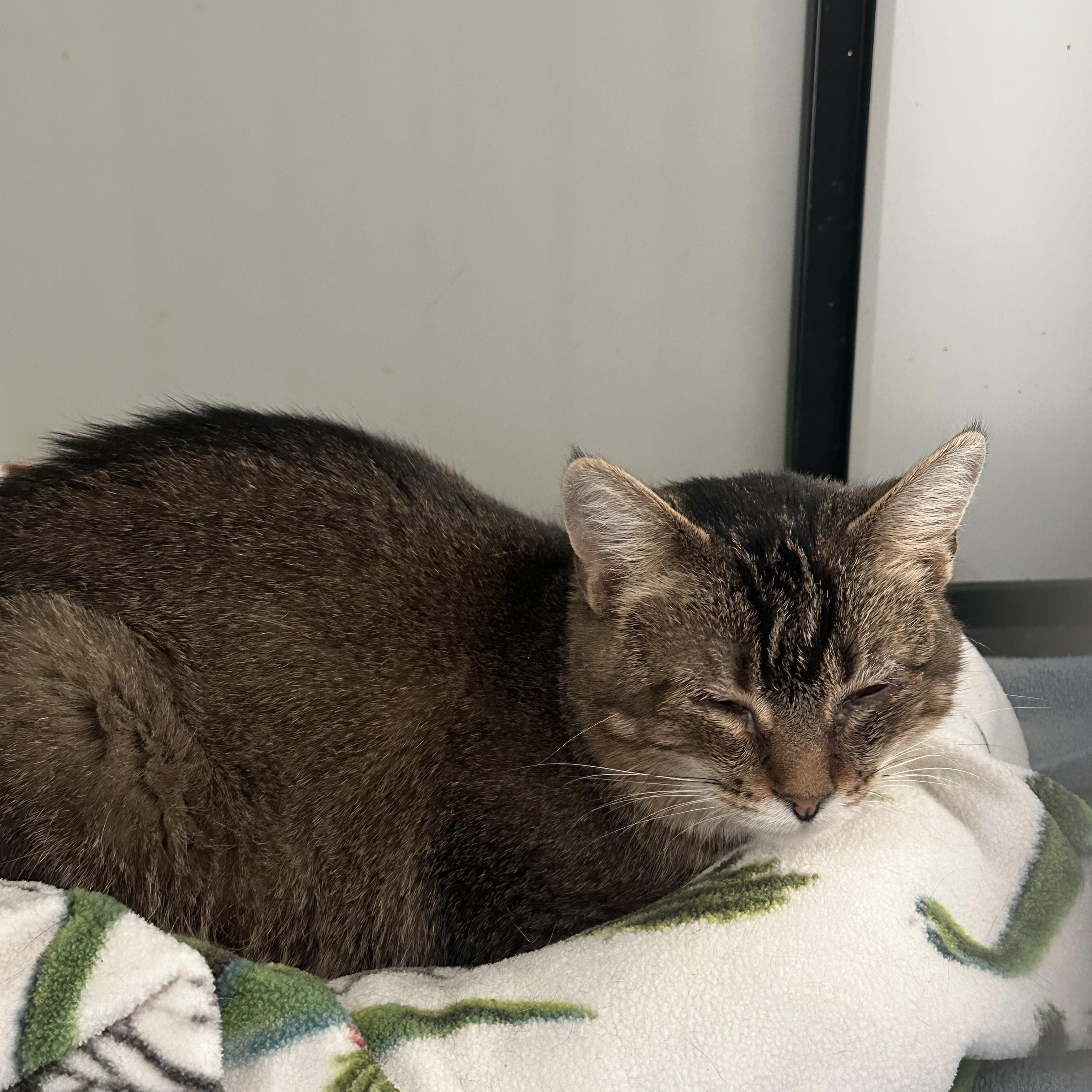 Shock, ADOPTABLE, Young Female Tabby.