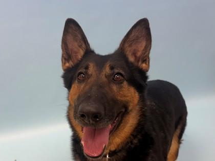 Enlarge Shadow, a Adoptable mixed breed in Woodbury, MN image 1/1